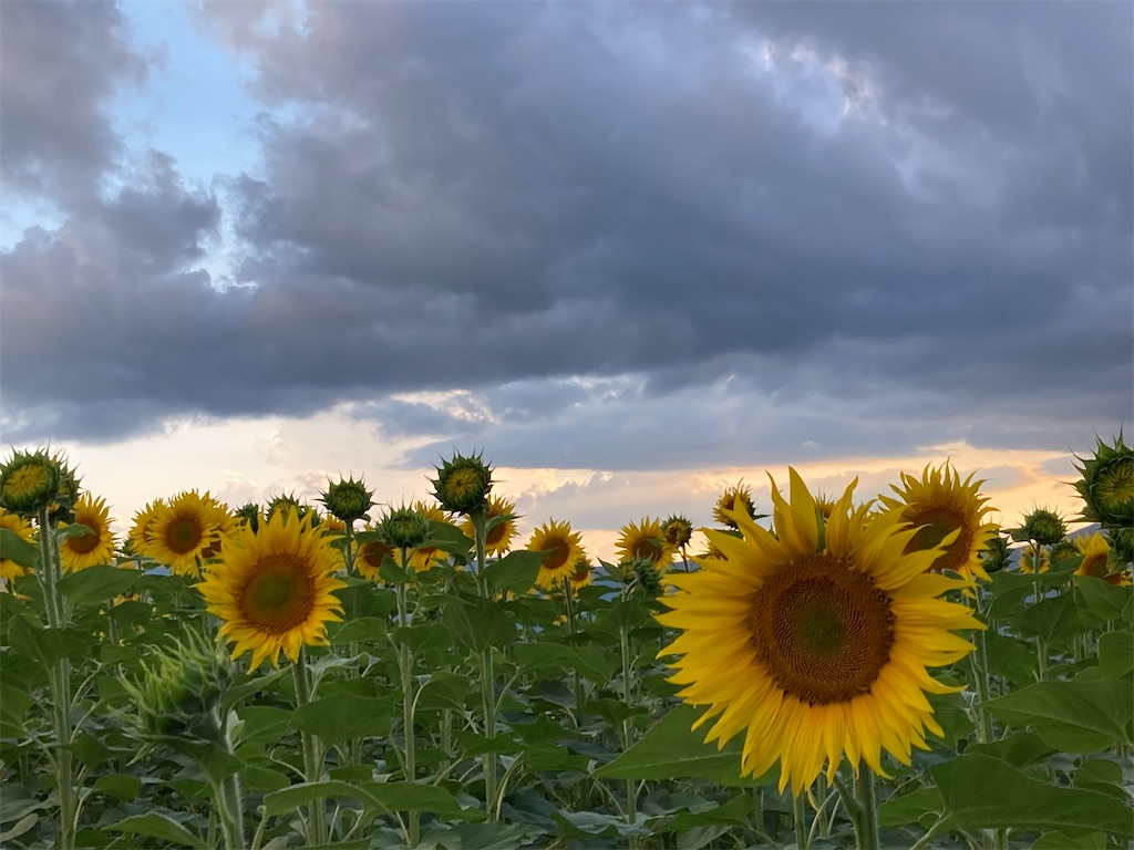 f:id:narutabi:20220810105555j:image