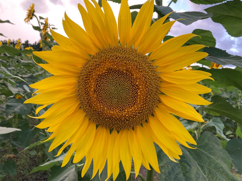 f:id:narutabi:20220810105558j:image