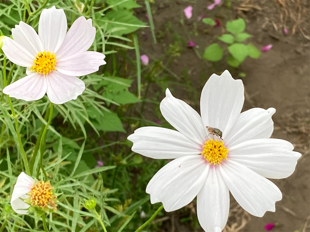 f:id:narutabi:20220919125743j:image f:id:narutabi:20220919125743j:image