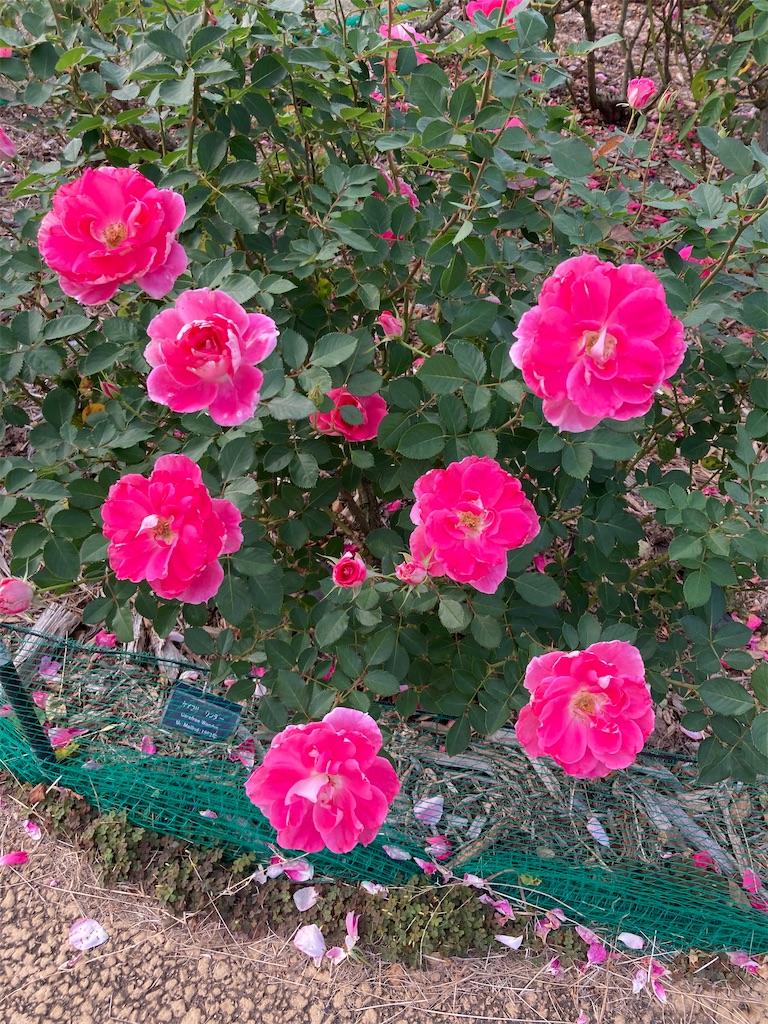f:id:narutabi:20221016142948j:image