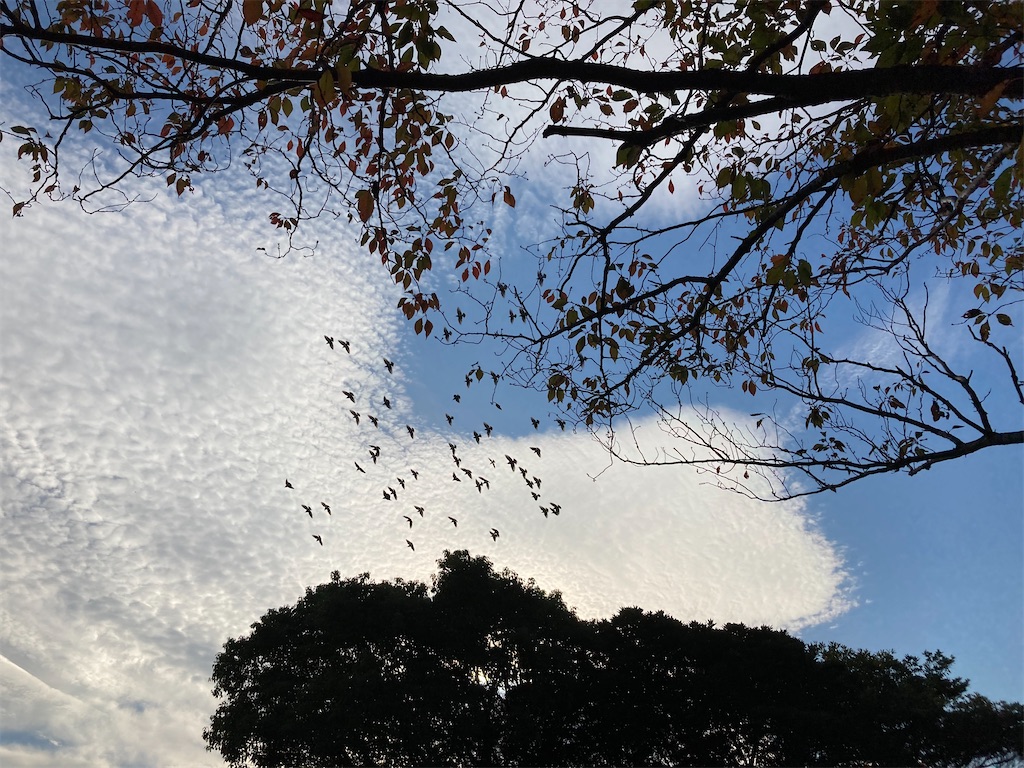 f:id:narutabi:20221116203749j:image