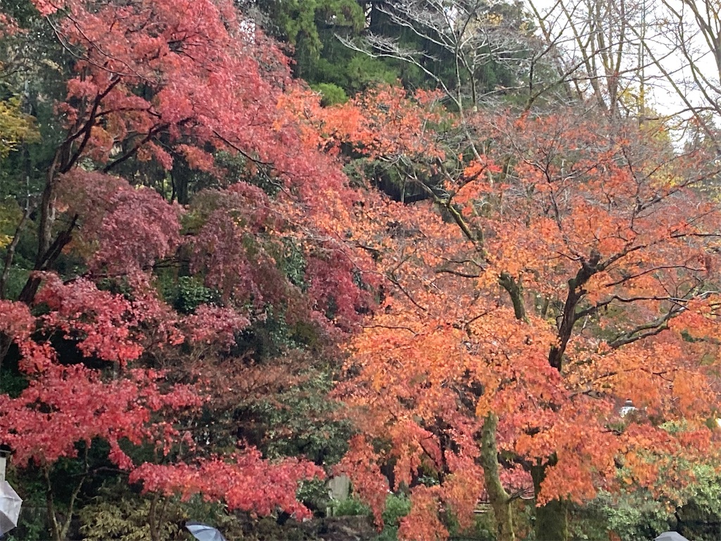 f:id:narutabi:20221124212851j:image