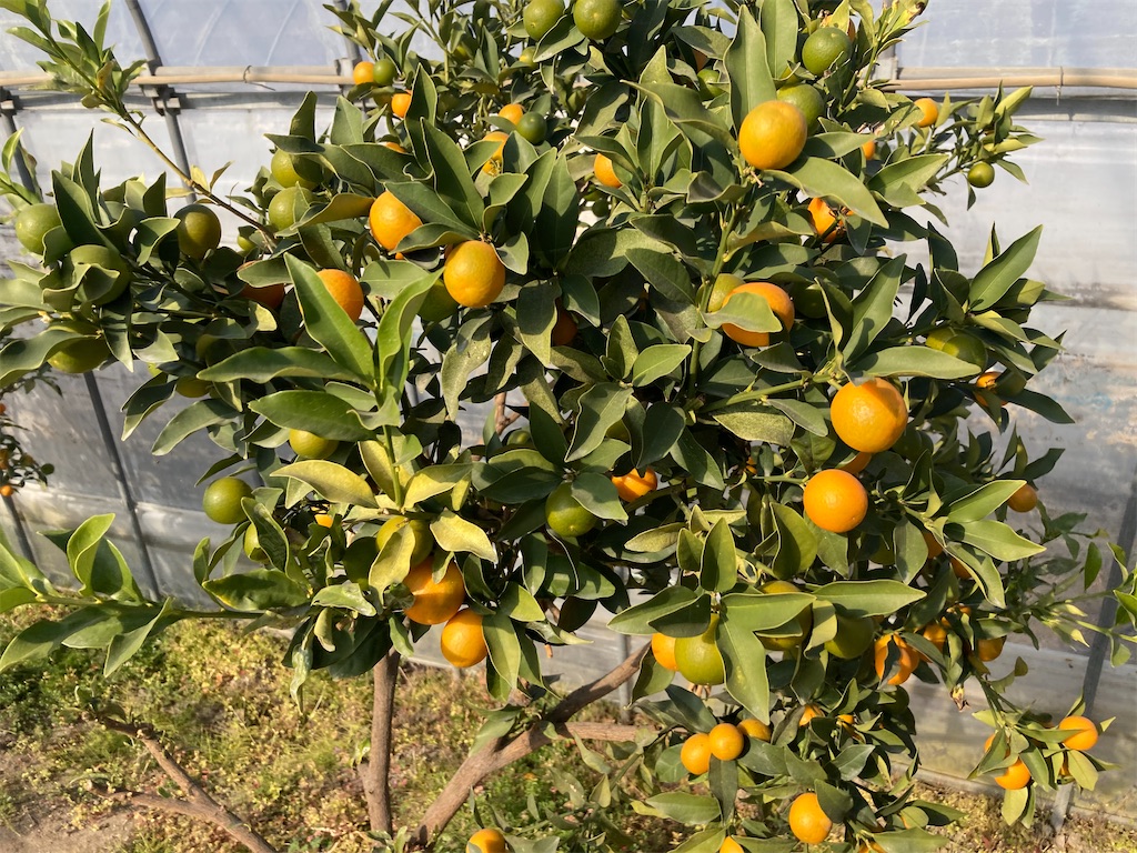 f:id:narutabi:20221225173752j:image