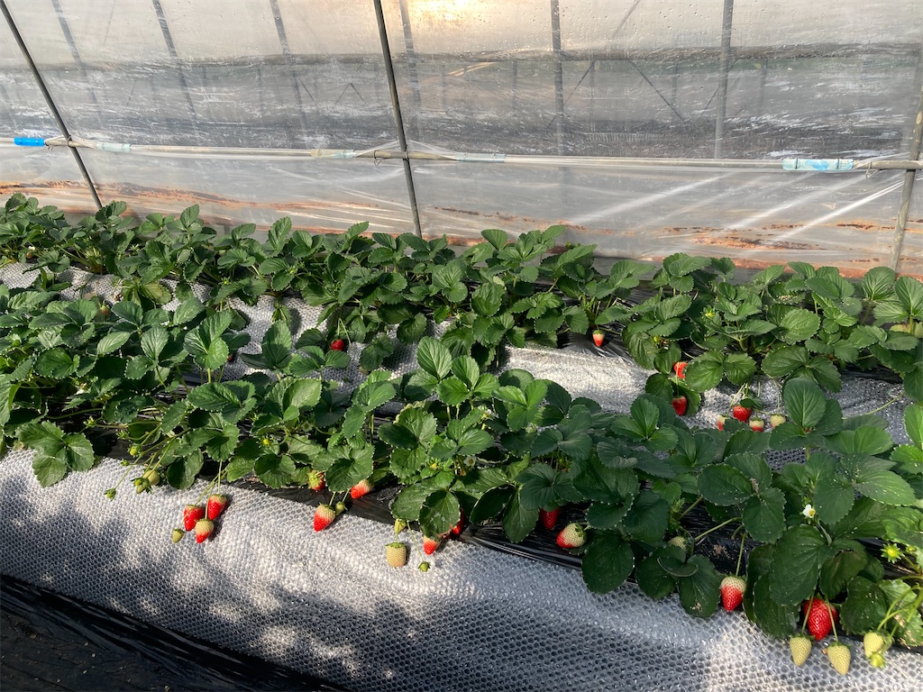 f:id:narutabi:20221225173756j:image