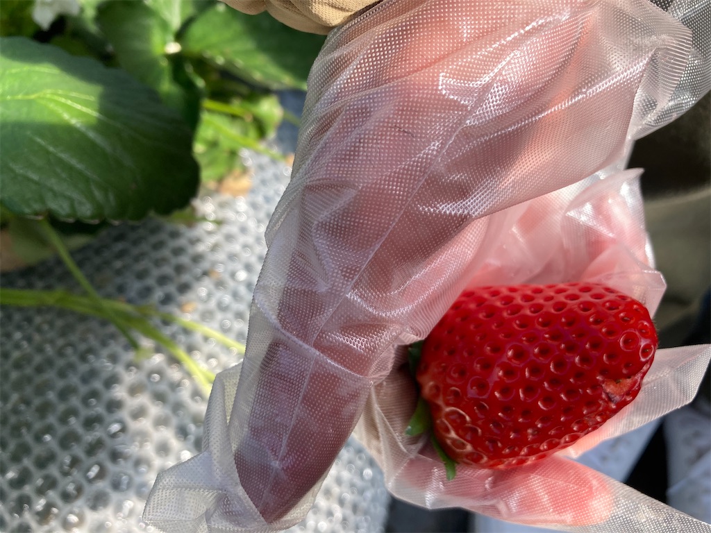 f:id:narutabi:20221225173759j:image