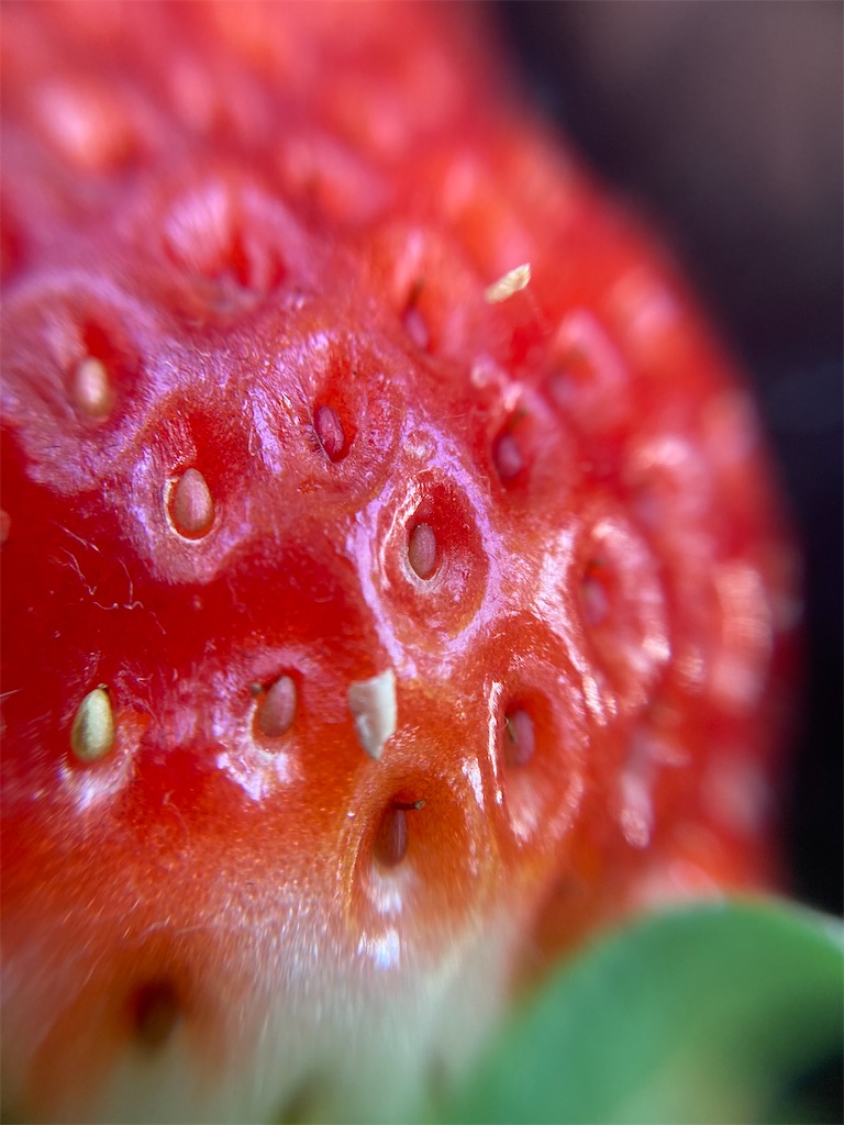 f:id:narutabi:20221225173806j:image