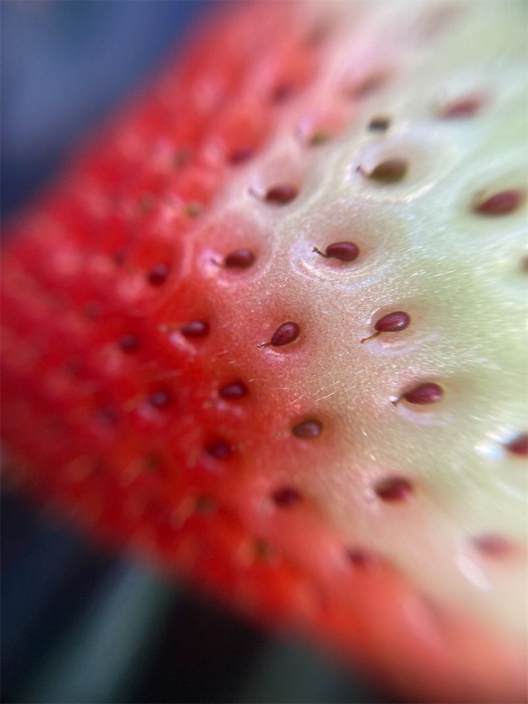 f:id:narutabi:20221225173809j:image