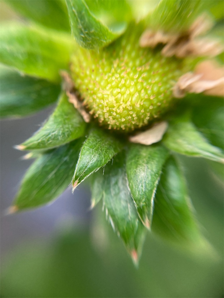 f:id:narutabi:20221225173813j:image