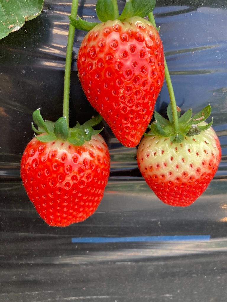 f:id:narutabi:20221225173816j:image