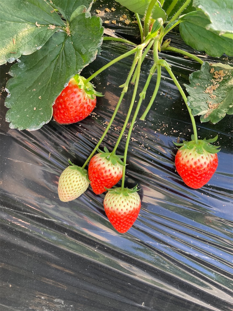 f:id:narutabi:20221225173823j:image