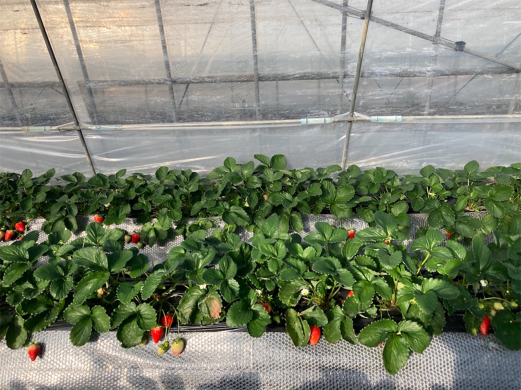 f:id:narutabi:20221225173827j:image