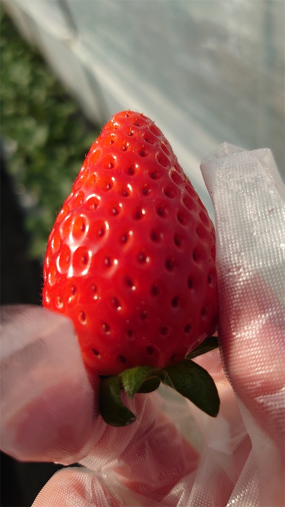 f:id:narutabi:20221225173838j:image