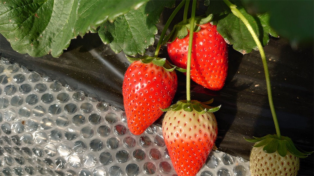 f:id:narutabi:20221225173841j:image