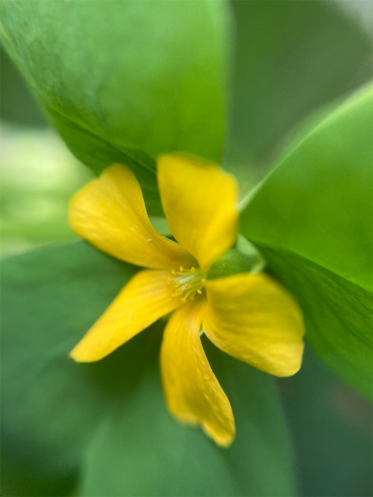 f:id:narutabi:20221225180605j:image