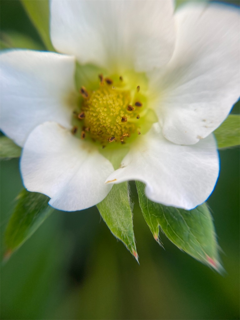 f:id:narutabi:20221225180609j:image