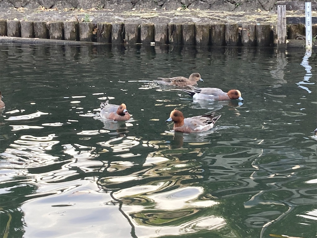 f:id:narutabi:20221226215938j:image