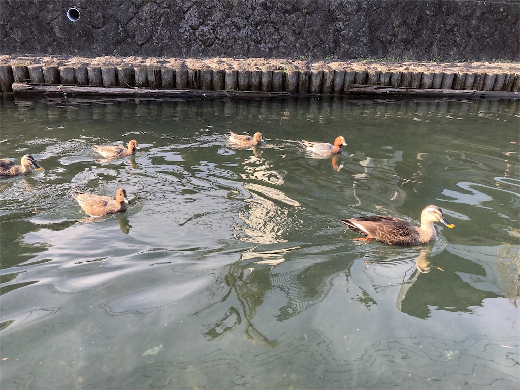 f:id:narutabi:20221226215949j:image