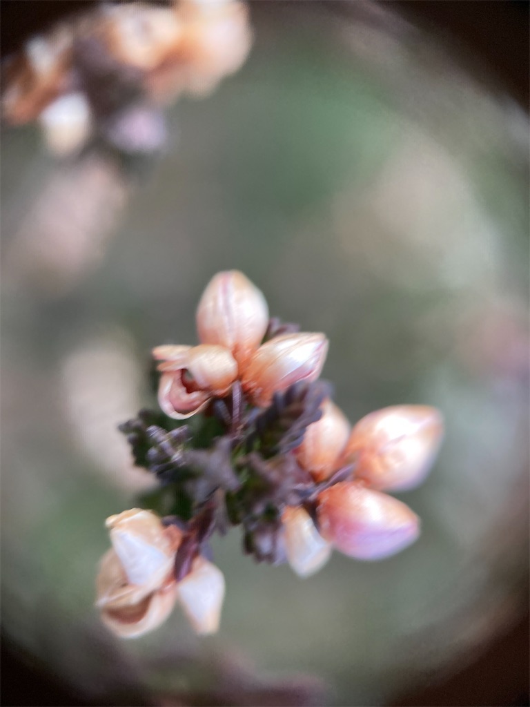 f:id:narutabi:20230110133317j:image