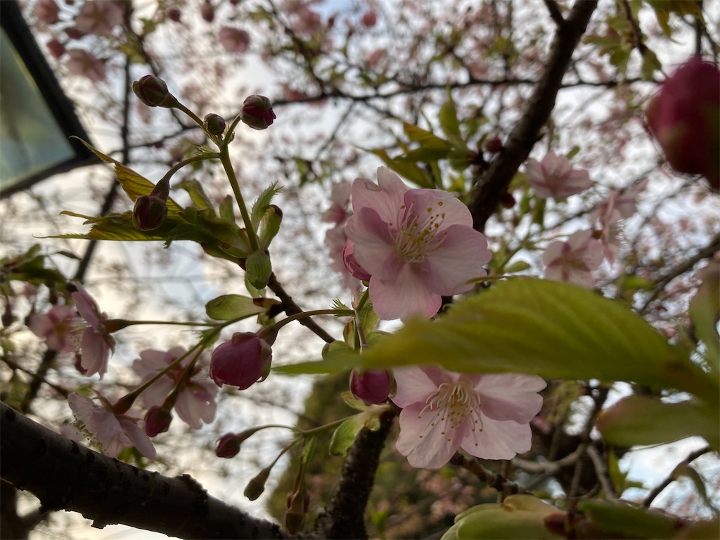 f:id:narutabi:20230219014813j:image