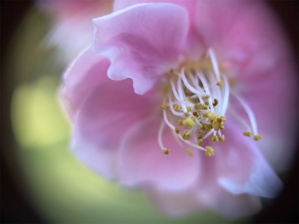 f:id:narutabi:20230227201722j:image