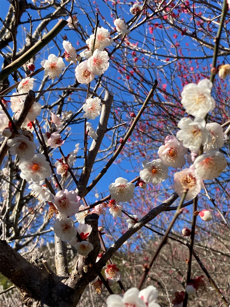 f:id:narutabi:20230227201744j:image