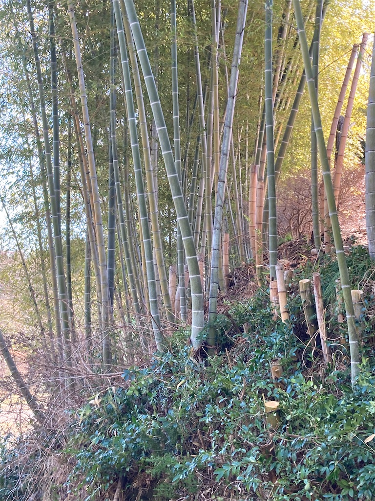f:id:narutabi:20230322191920j:image