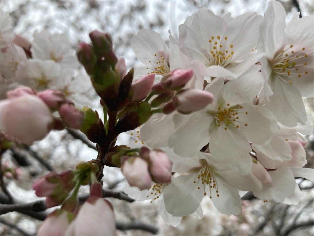f:id:narutabi:20230323191322j:image f:id:narutabi:20230323191322j:image