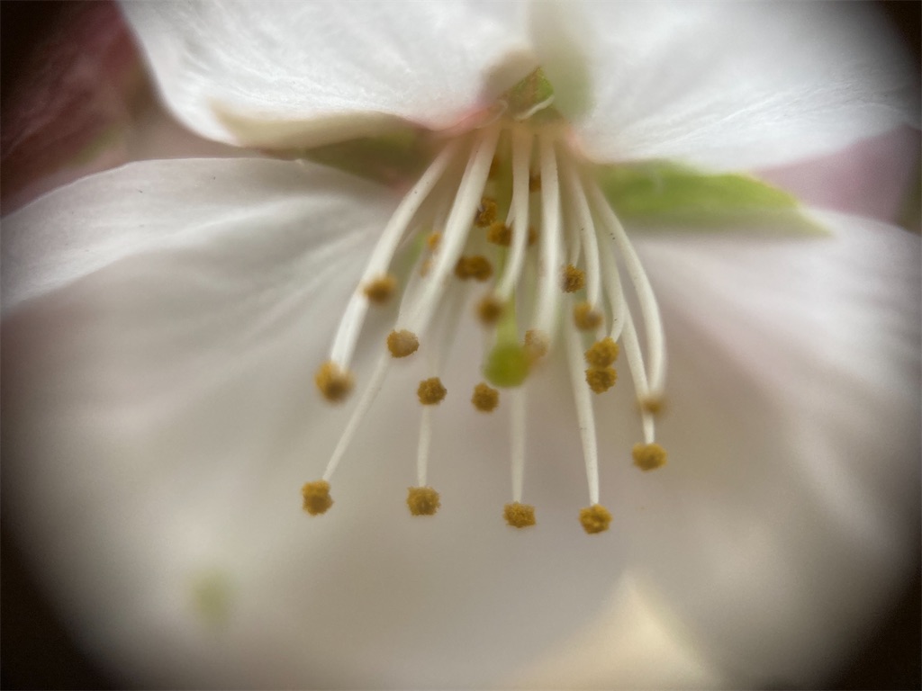 f:id:narutabi:20230323191330j:image f:id:narutabi:20230323191330j:image