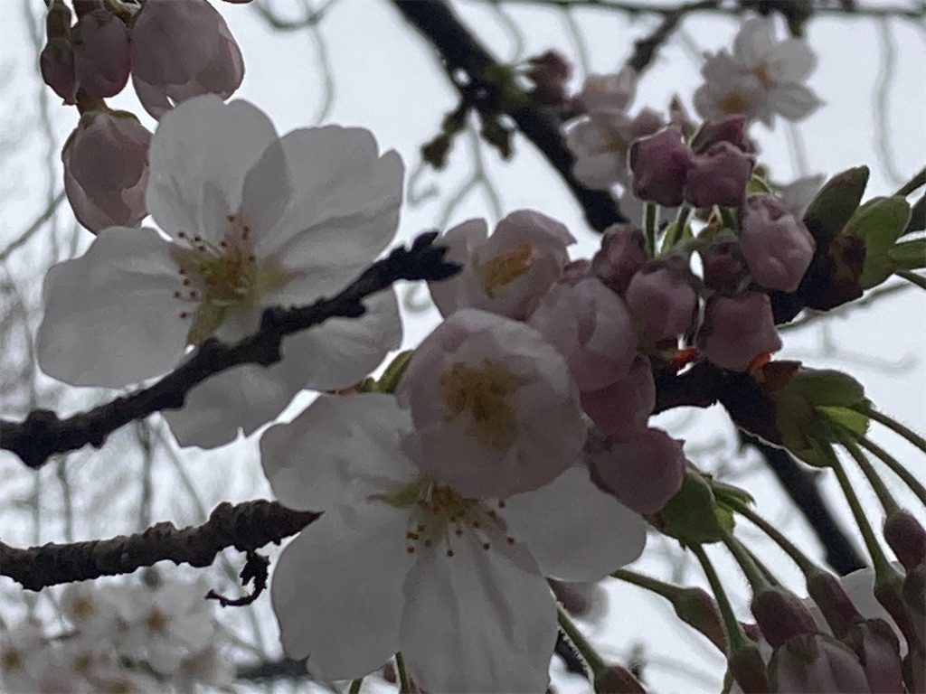 f:id:narutabi:20230323191336j:image f:id:narutabi:20230323191336j:image