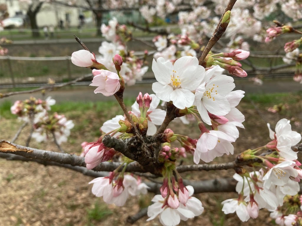 f:id:narutabi:20230323191401j:image f:id:narutabi:20230323191401j:image