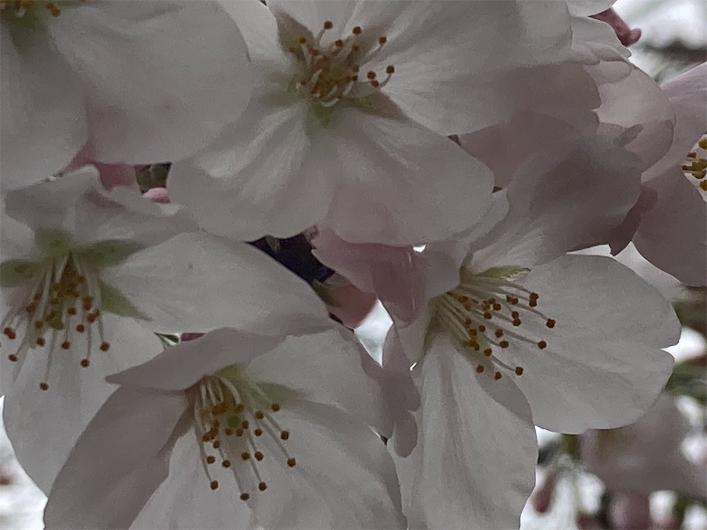 f:id:narutabi:20230323191407j:image f:id:narutabi:20230323191407j:image
