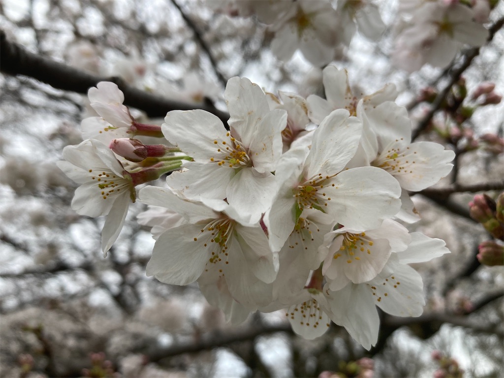 f:id:narutabi:20230323191414j:image f:id:narutabi:20230323191414j:image