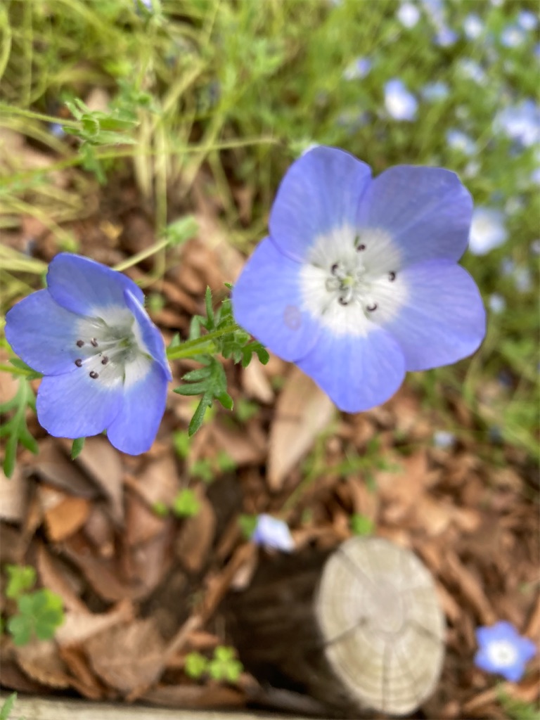 f:id:narutabi:20230423105843j:image