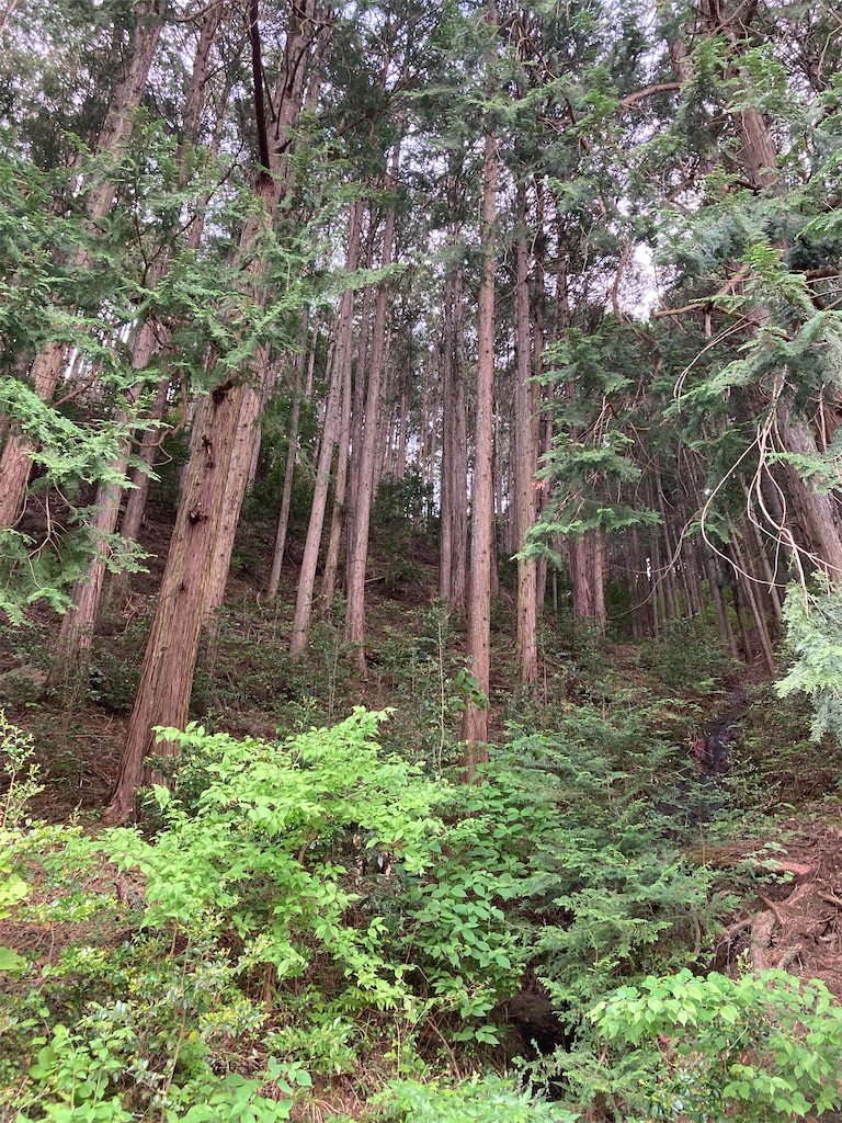 f:id:narutabi:20230430230810j:image