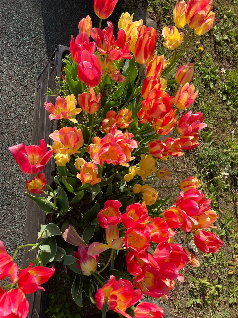 f:id:narutabi:20230506095232j:image f:id:narutabi:20230506095232j:image