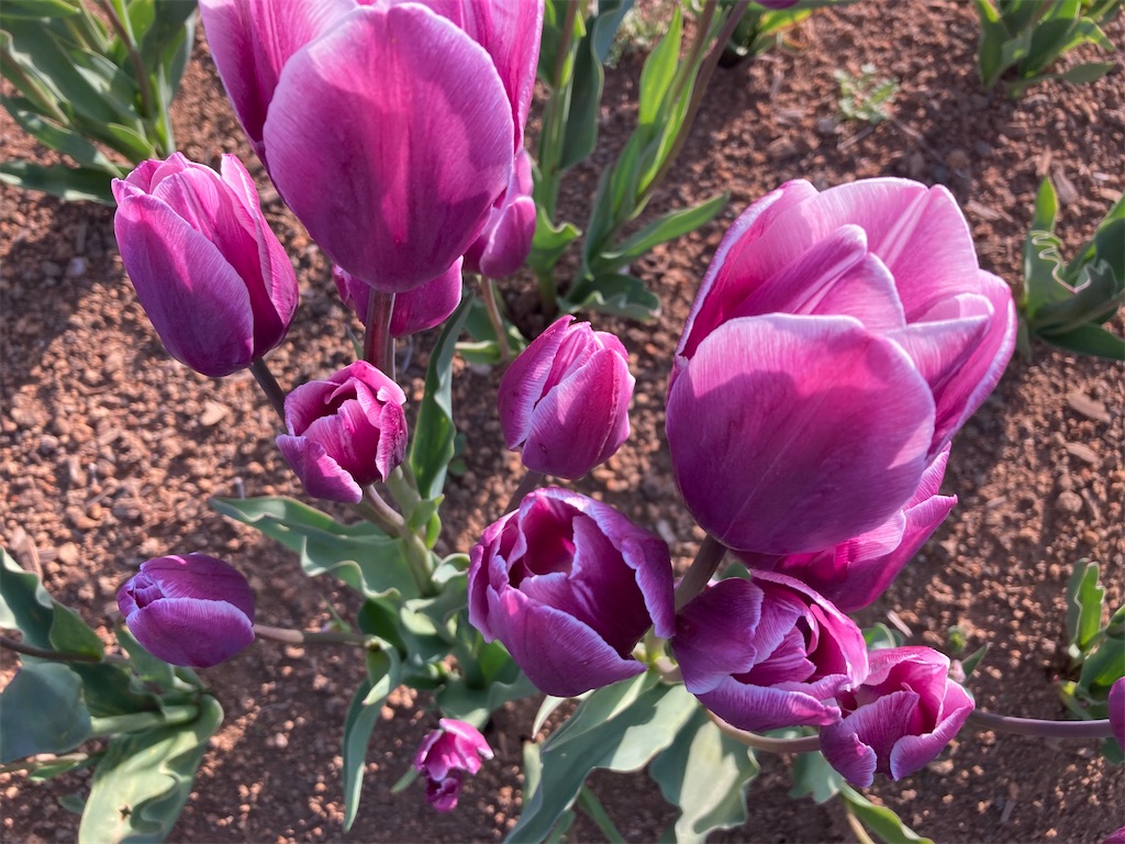 f:id:narutabi:20230506095316j:image f:id:narutabi:20230506095316j:image