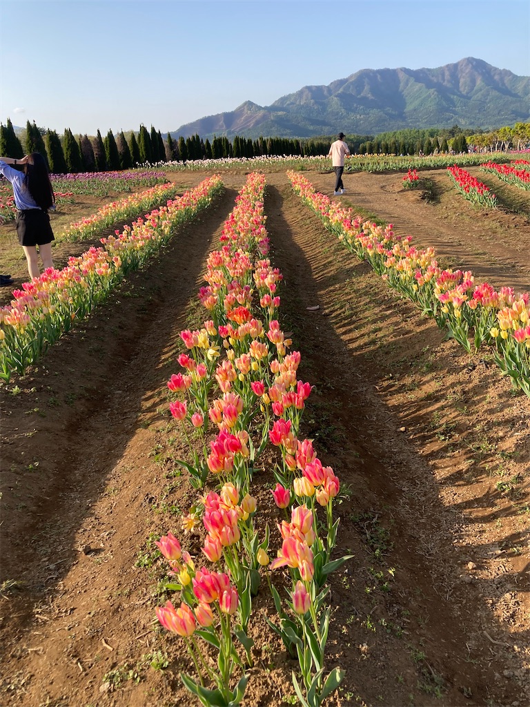 f:id:narutabi:20230506095340j:image f:id:narutabi:20230506095340j:image