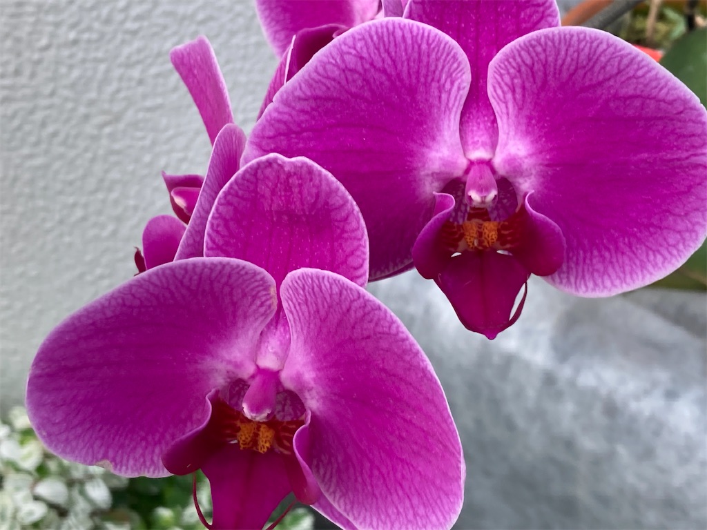 f:id:narutabi:20230528103051j:image f:id:narutabi:20230528103051j:image