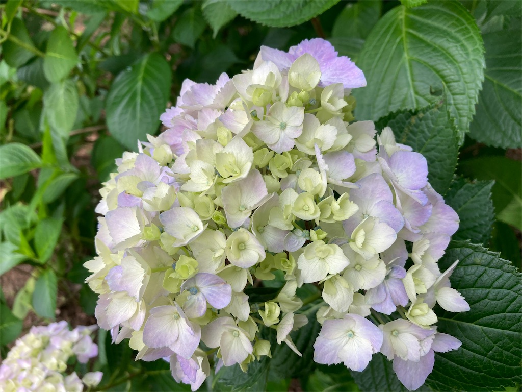 f:id:narutabi:20230528103058j:image f:id:narutabi:20230528103058j:image