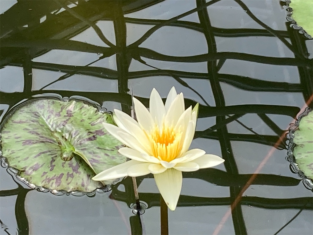 f:id:narutabi:20230528103101j:image f:id:narutabi:20230528103101j:image