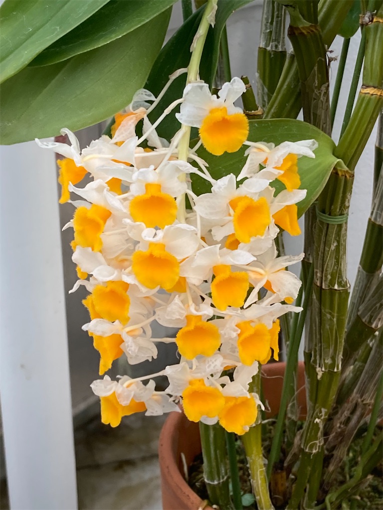 f:id:narutabi:20230528103220j:image f:id:narutabi:20230528103220j:image