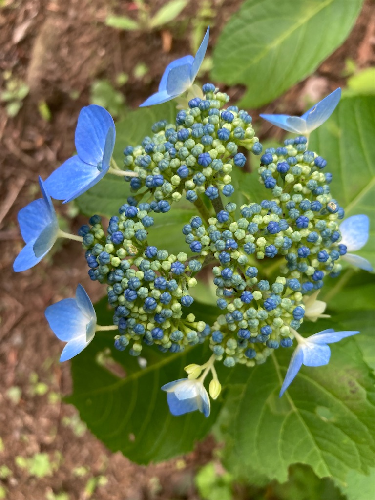 f:id:narutabi:20230528103226j:image f:id:narutabi:20230528103226j:image