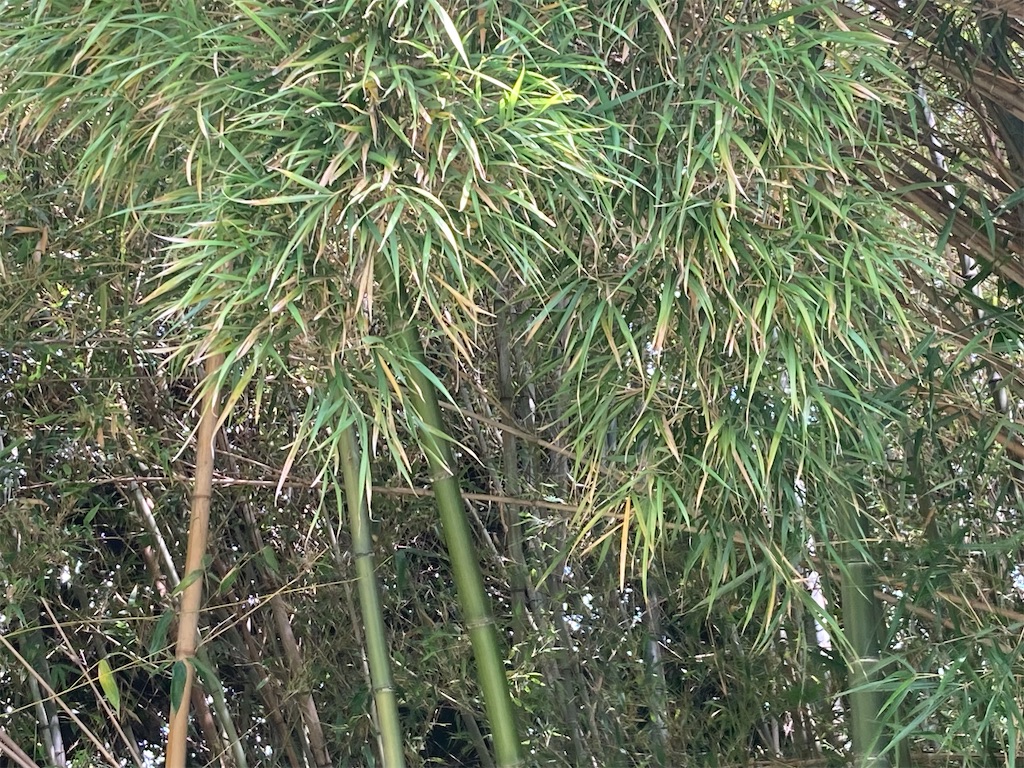 f:id:narutabi:20230528121519j:image f:id:narutabi:20230528121519j:image