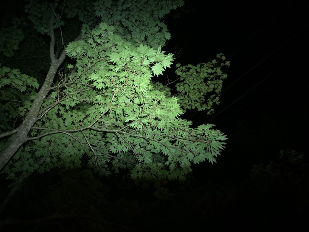 f:id:narutabi:20230718124205j:image