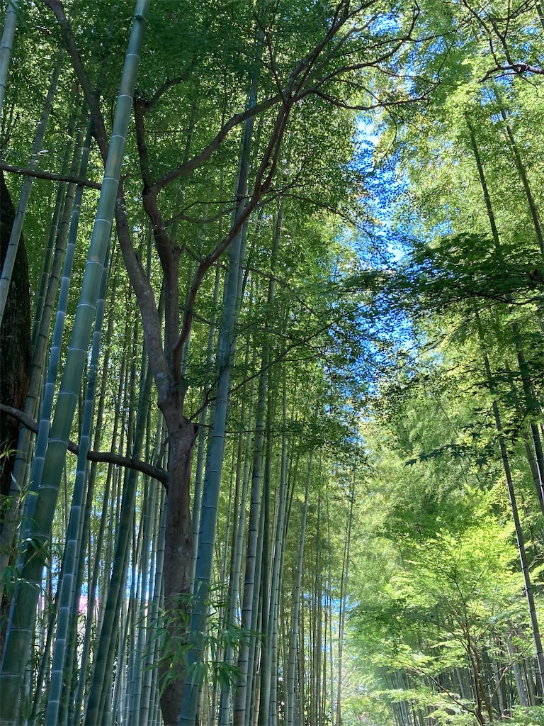 f:id:narutabi:20230731174919j:image f:id:narutabi:20230731174919j:image