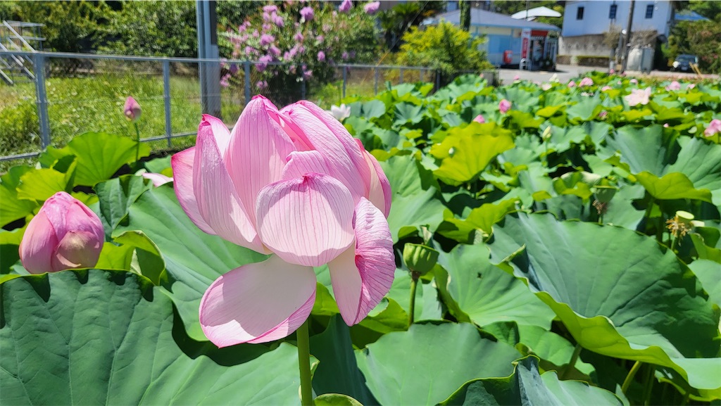 f:id:narutabi:20230803065730j:image f:id:narutabi:20230803065730j:image