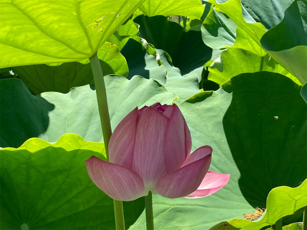 f:id:narutabi:20230803065748j:image f:id:narutabi:20230803065748j:image