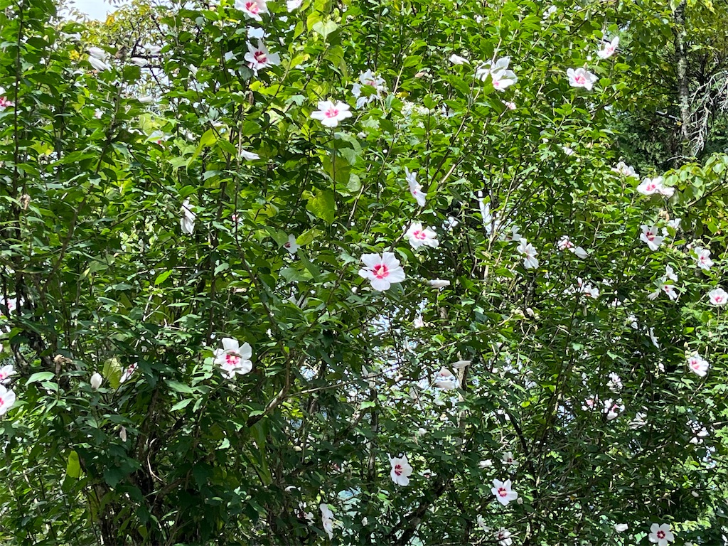 f:id:narutabi:20230906213917j:image f:id:narutabi:20230906213917j:image