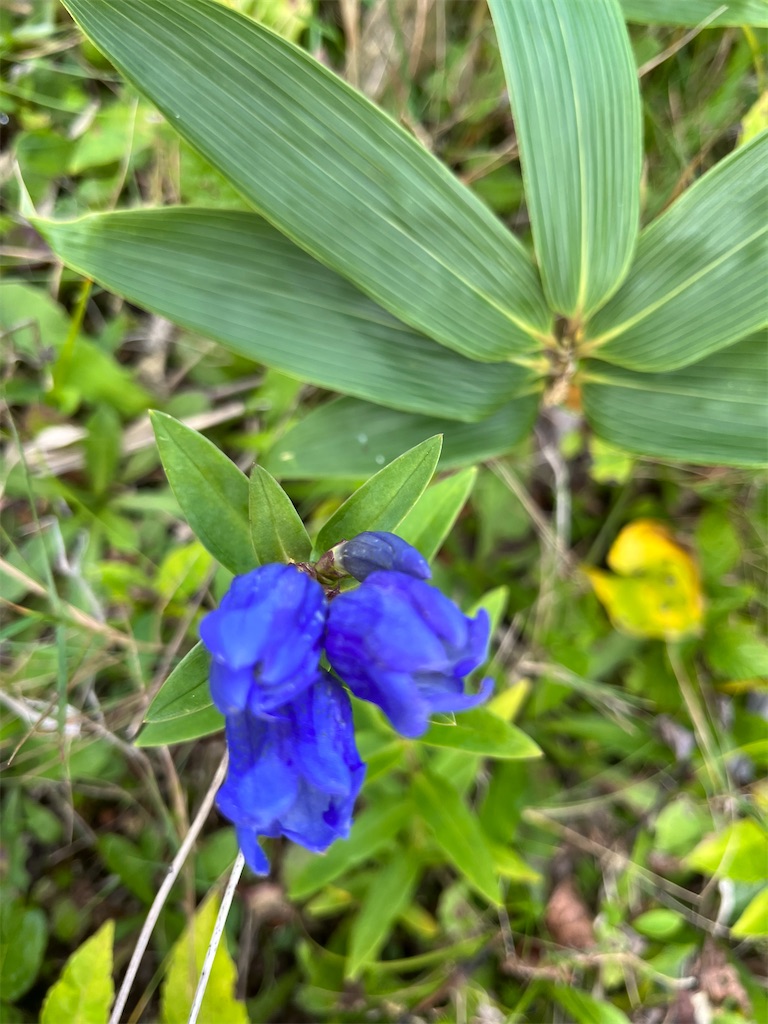 f:id:narutabi:20230923230347j:image f:id:narutabi:20230923230347j:image