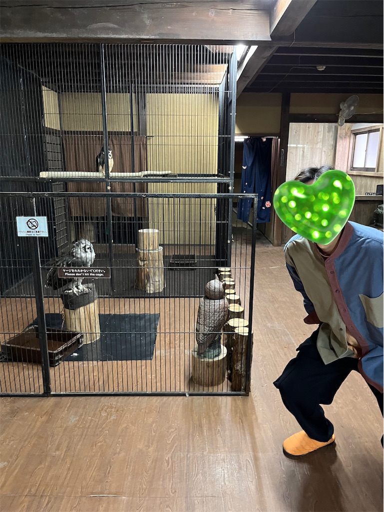 f:id:narutabi:20231108163552j:image